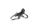 Carabiner