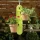 Vitavia Hanging Basket green