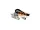 US-147-020-F